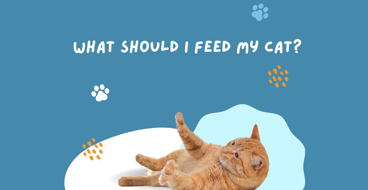 What should I feed my cat?