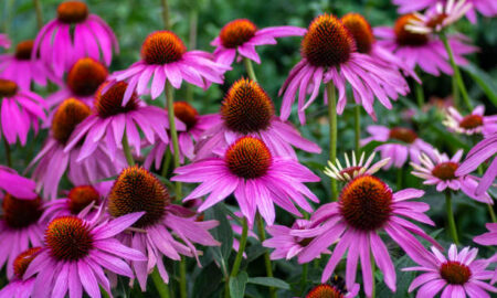 Online Coneflower