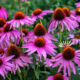 Online Coneflower