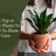 Send A Top 10 Sympathy Plants To Someone To Show Your Care