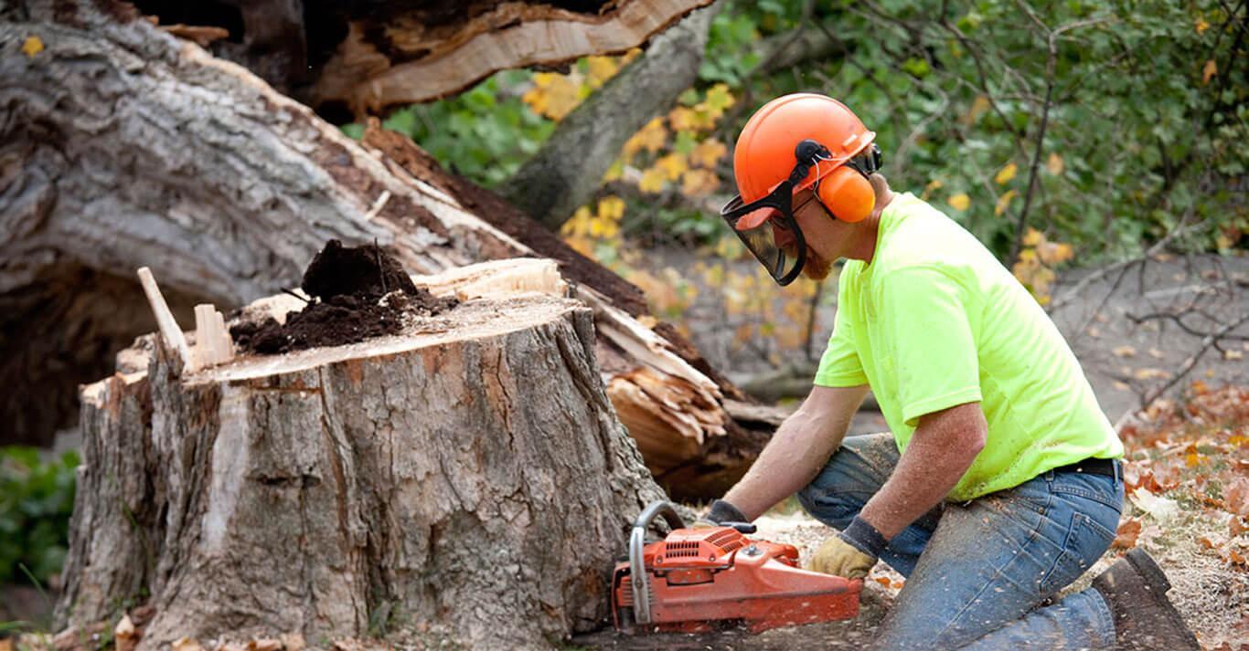 Tree Trimming services in Miami Beach FL