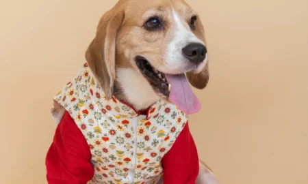 dog kurta