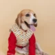 dog kurta