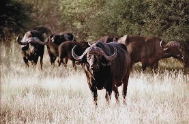 buffalo