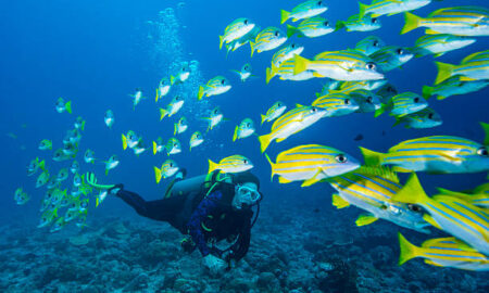 Roatan Diving Packages