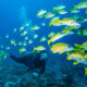 Roatan Diving Packages