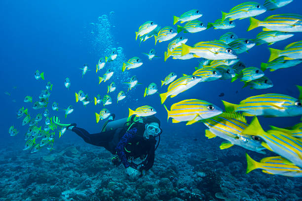 Roatan Diving Packages