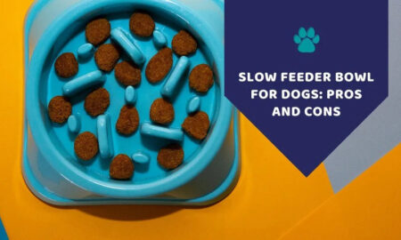 automatic dog feeder