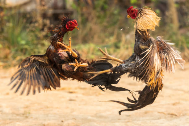 cock fighting