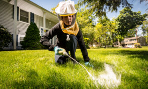 Pest Control Abu Dhabi