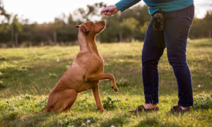 Dog Training